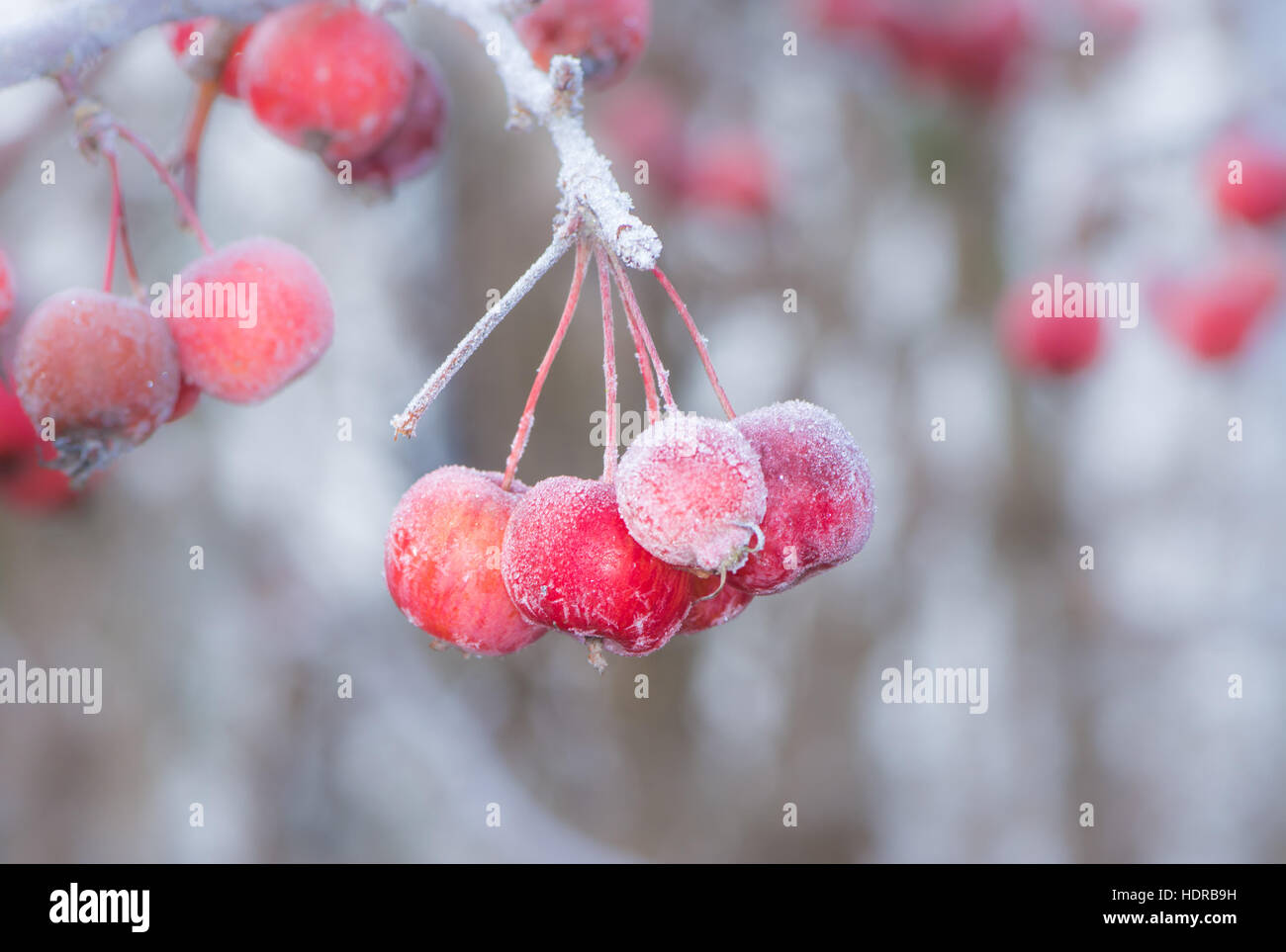 Frozen ripe apples covered with frost Stock Photo - Alamy
