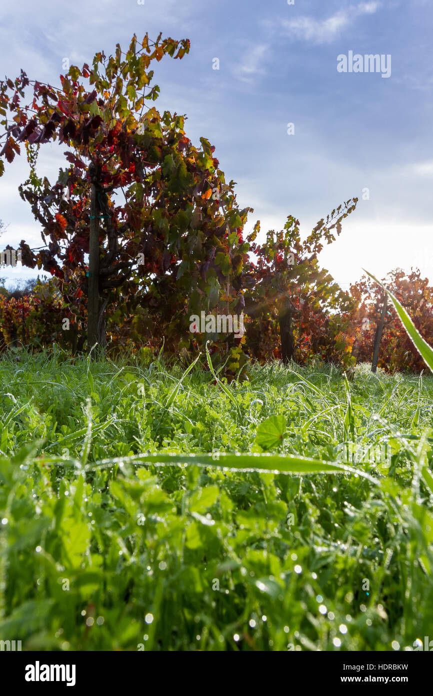 Between Grass Rows morning due clinging to the blades of grass in between the rows of ...
