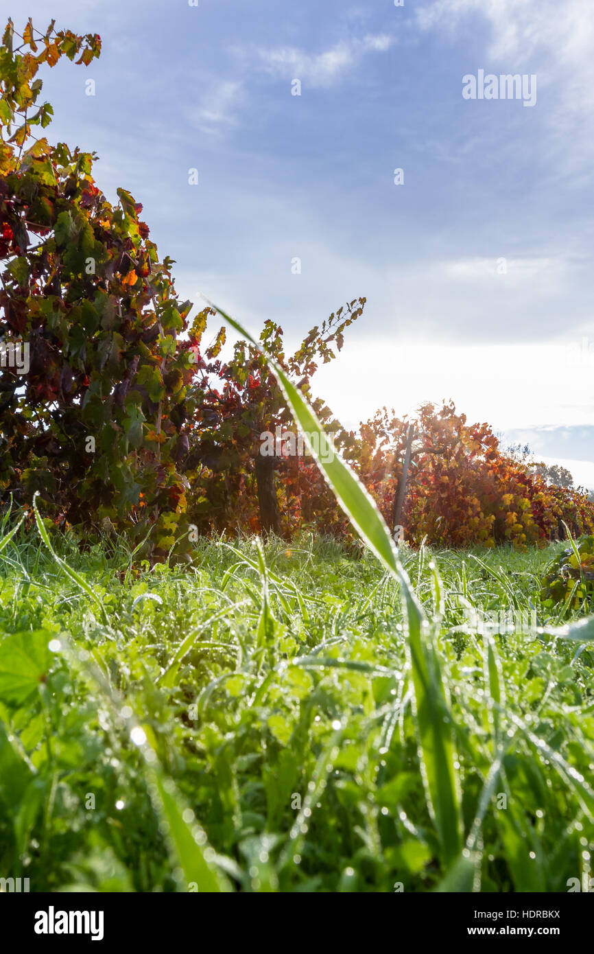Between Grass Rows morning due clinging to the blades of grass in between the rows of ...
