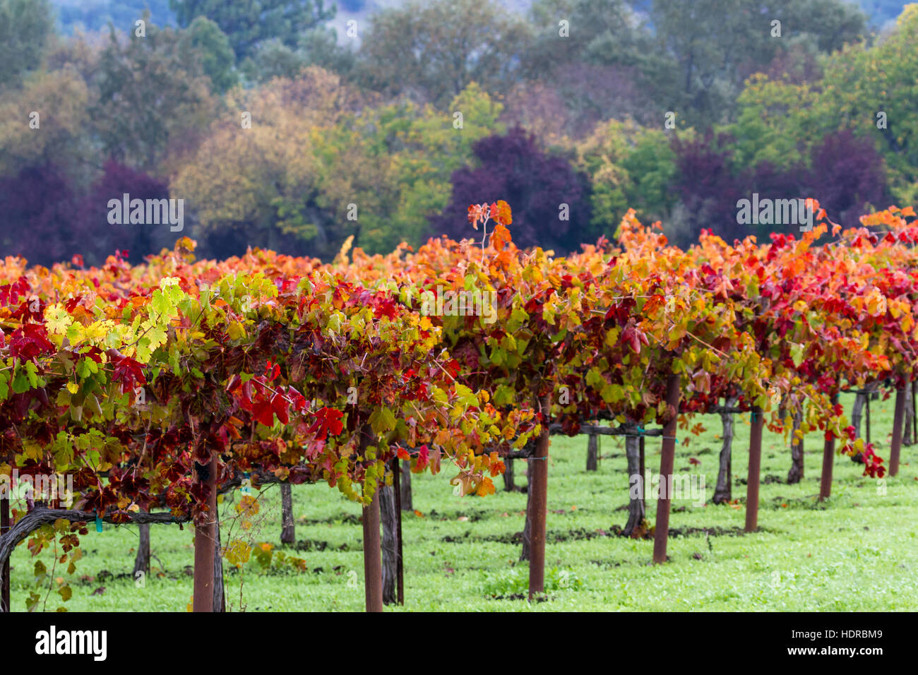 sunrise in a colorful vineyard in Calistoga California due to seasonal changes in autumn Stock Photo