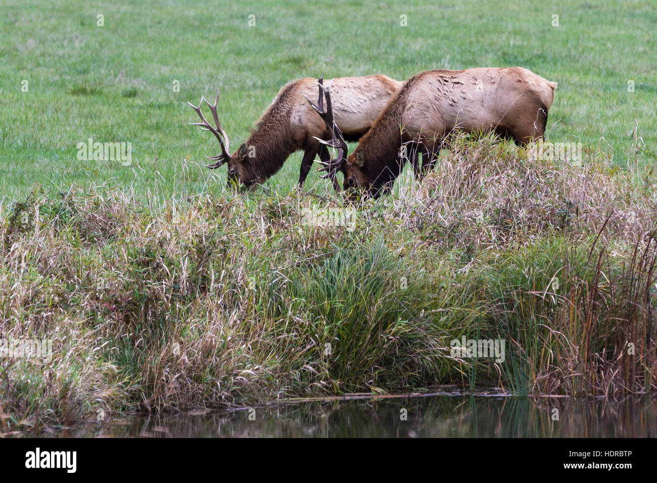 beautiful male elk with a large rack on a green valley in southern ...