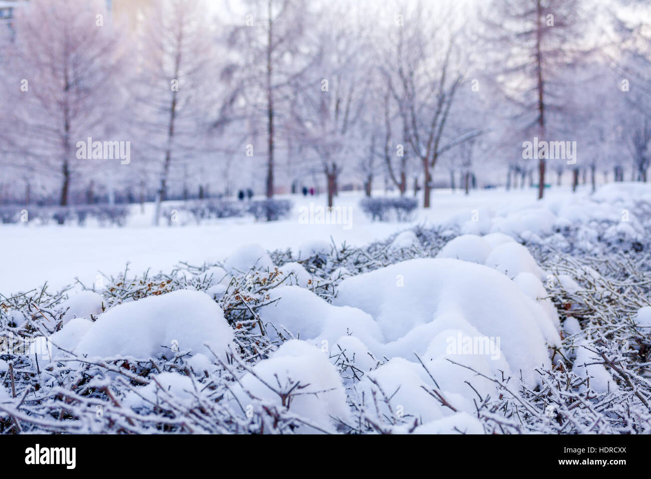 Blurred outdoor park scene in hi-res stock photography and images - Alamy