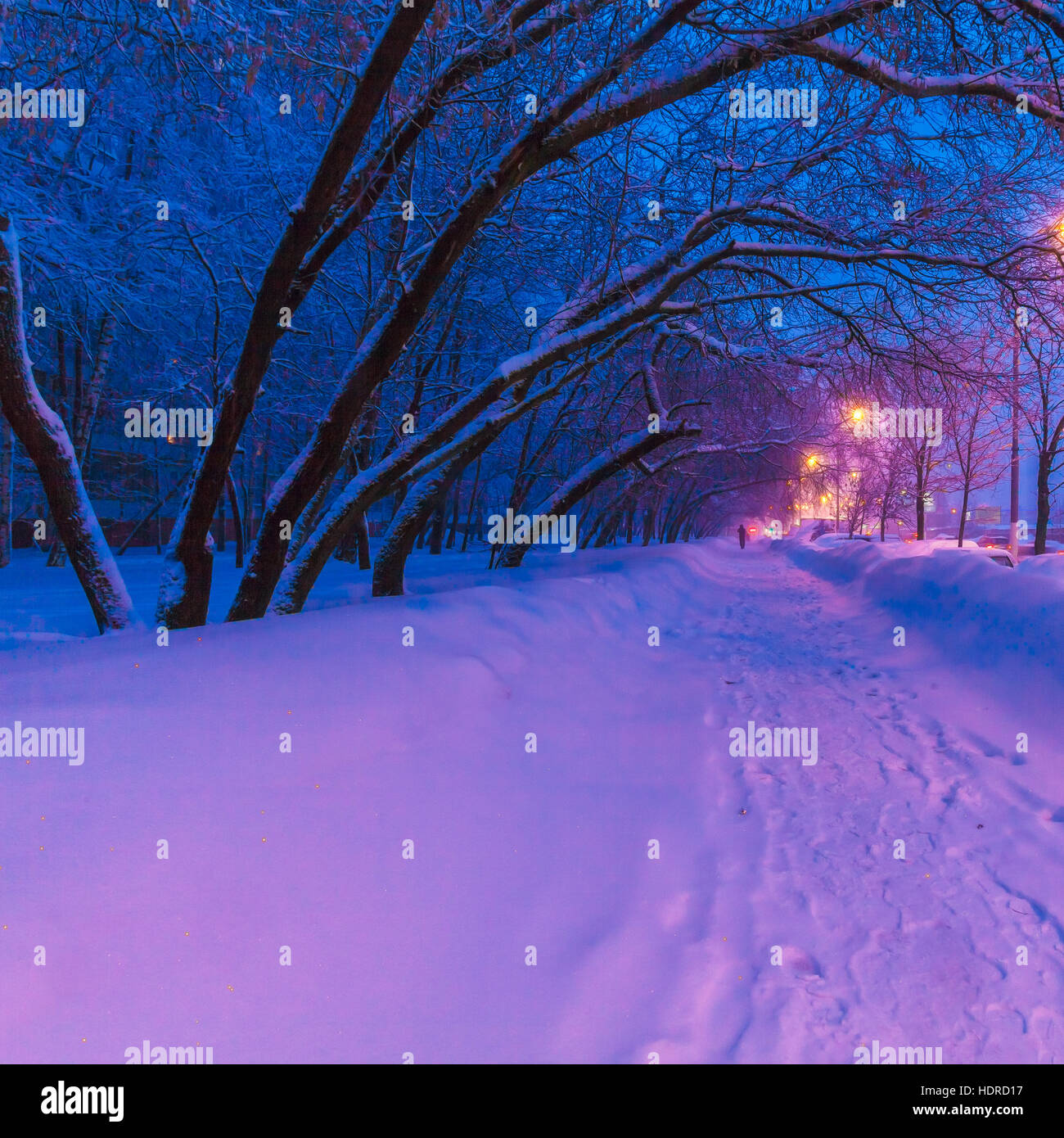 Night view of the winter city with snow-covered trees and lanterns Stock Photo