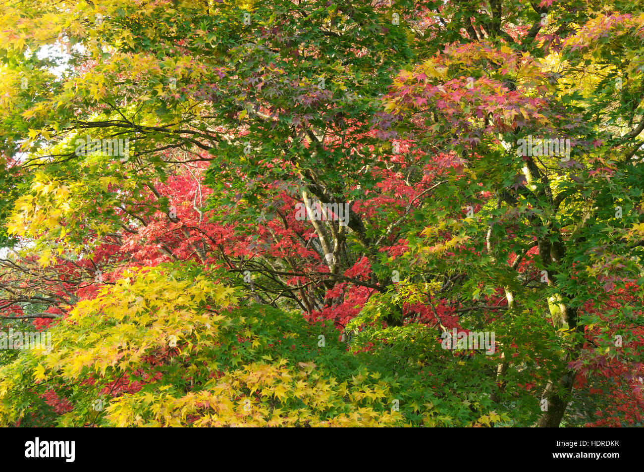 Fall, Autumnal colours. The colourful foliage of a Japanese Maple “Acer Palmatum” in Autumn. Minterne Gardens, Dorset, England, United Kingdom. Stock Photo