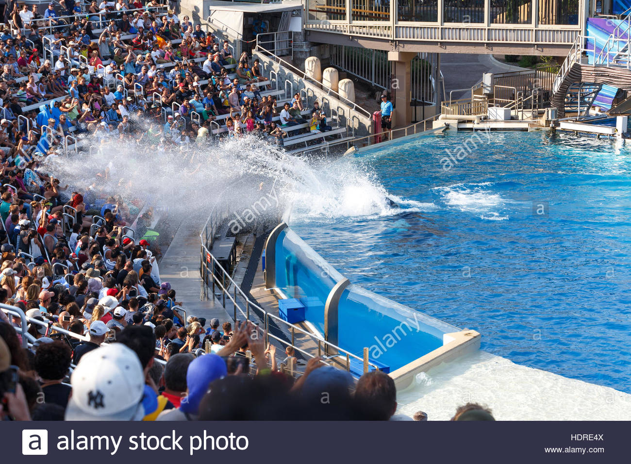 Orca or Killer Whale show. SeaWorld, San Diego, California USA Stock ...
