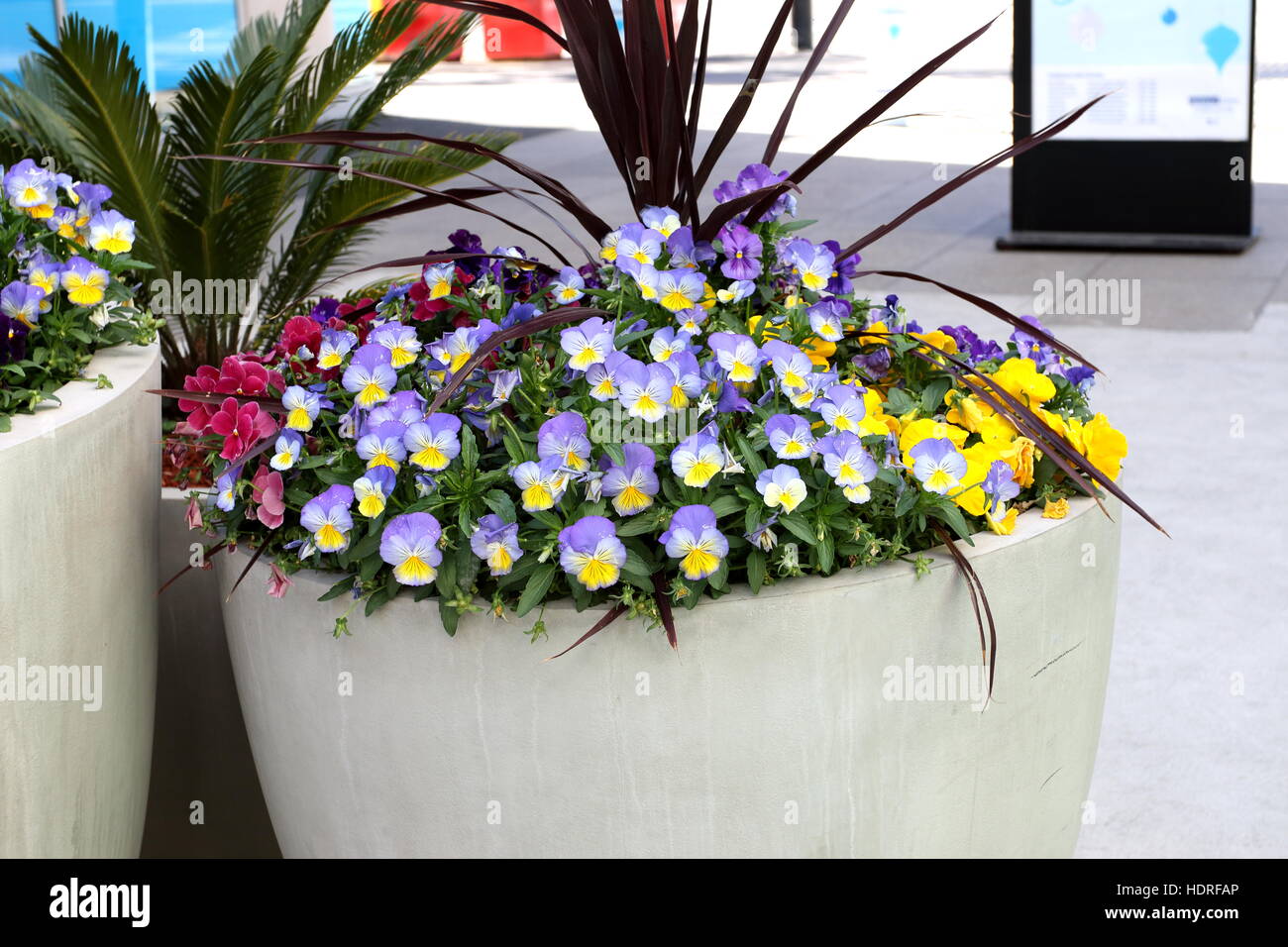 Mixed color blooming pansies and violas growing in a  pot Stock Photo