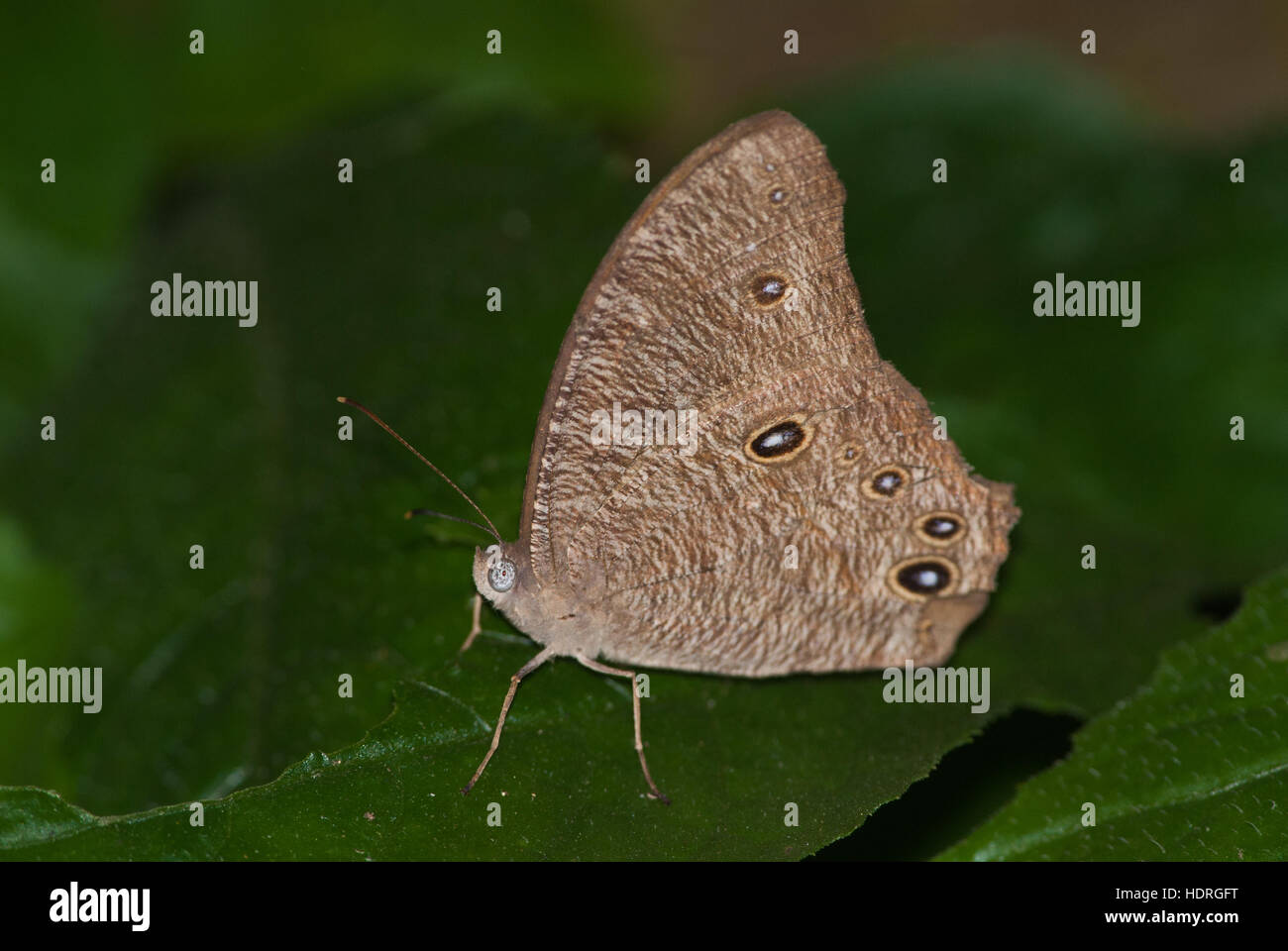 Common Evening brown butterfly Stock Photo Alamy