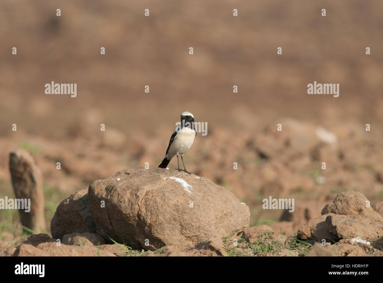 The Desert Wheatear Oenanthe deserti perches on a rock in Uran Stock Photo