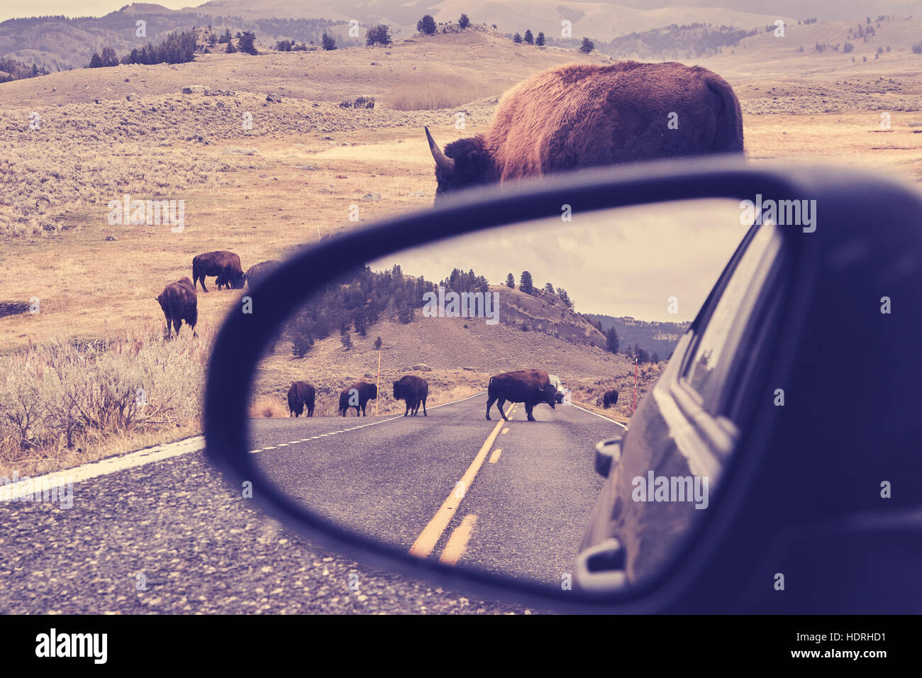 Vintage toned photo of American bison (Bison bison) on a road reflected in wing mirror, Grand Teton National Park, Wyoming, USA. Stock Photo