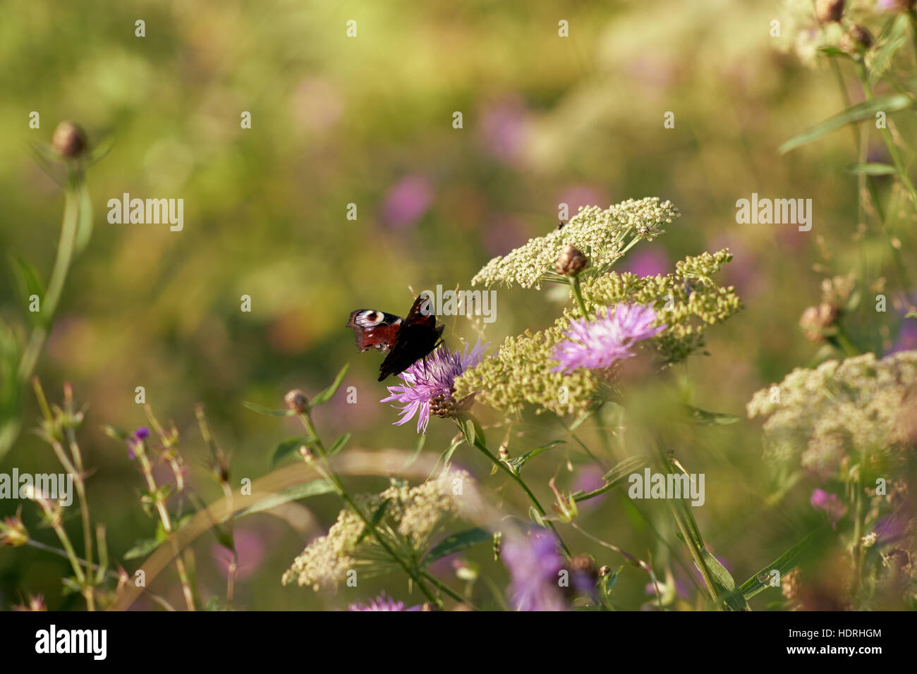 Butterfly "Peacock" sitting on a flower Stock Photo - Alamy