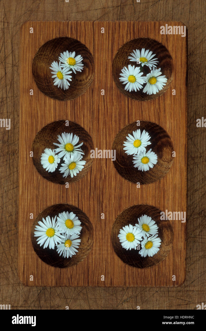 Wooden block with six rounded dips each containing flowers of Lawn daisy or Bellis perennis Stock Photo