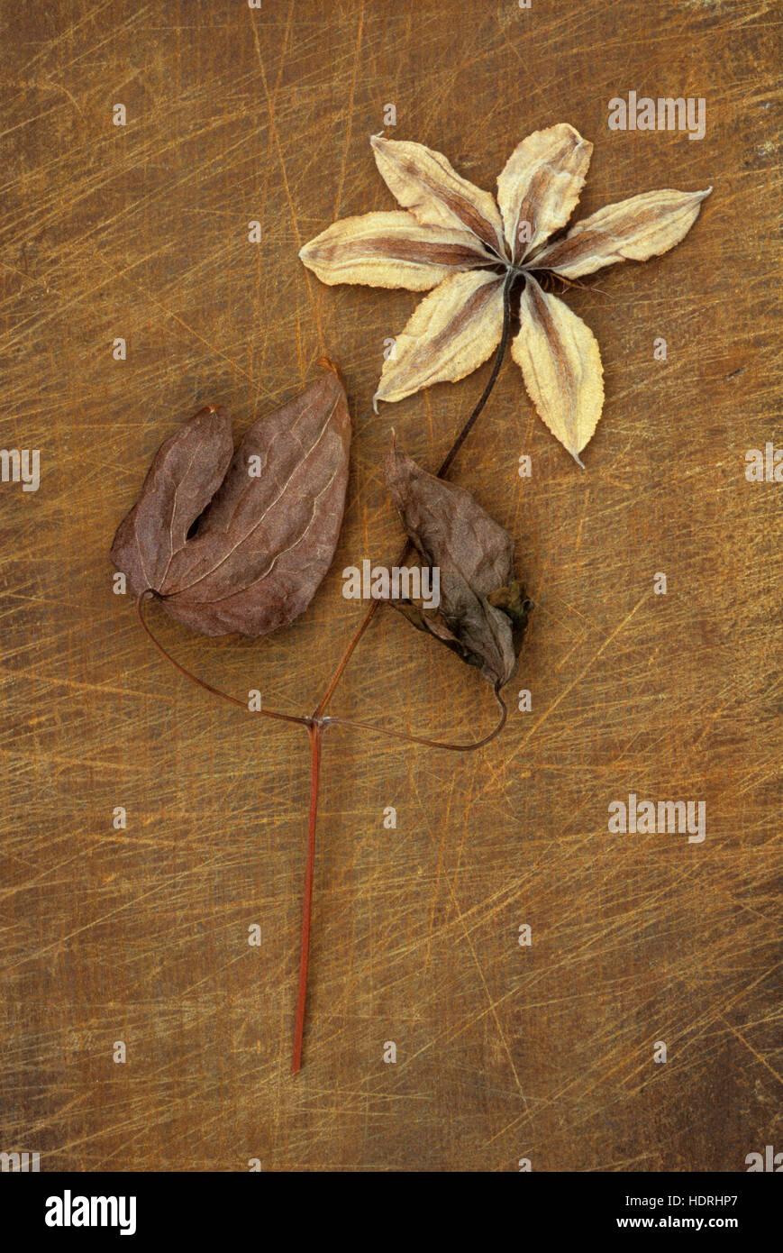 Back of dried flower of Clematis Hagley hybrid on its stem with two dried leaves lying on board Stock Photo