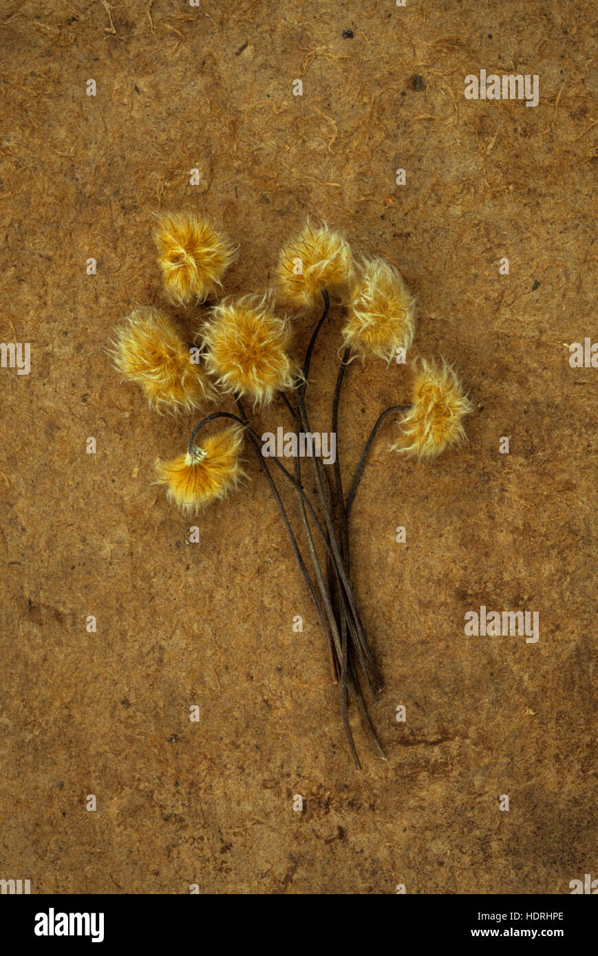 Small bunch of dried golden fluffy seedheads of Clematis Hagley hybrid lying on board Stock Photo