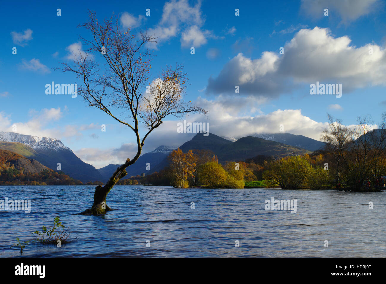Lonely Tree, Padarn Lake, Snowdonia, Wales Stock Photo