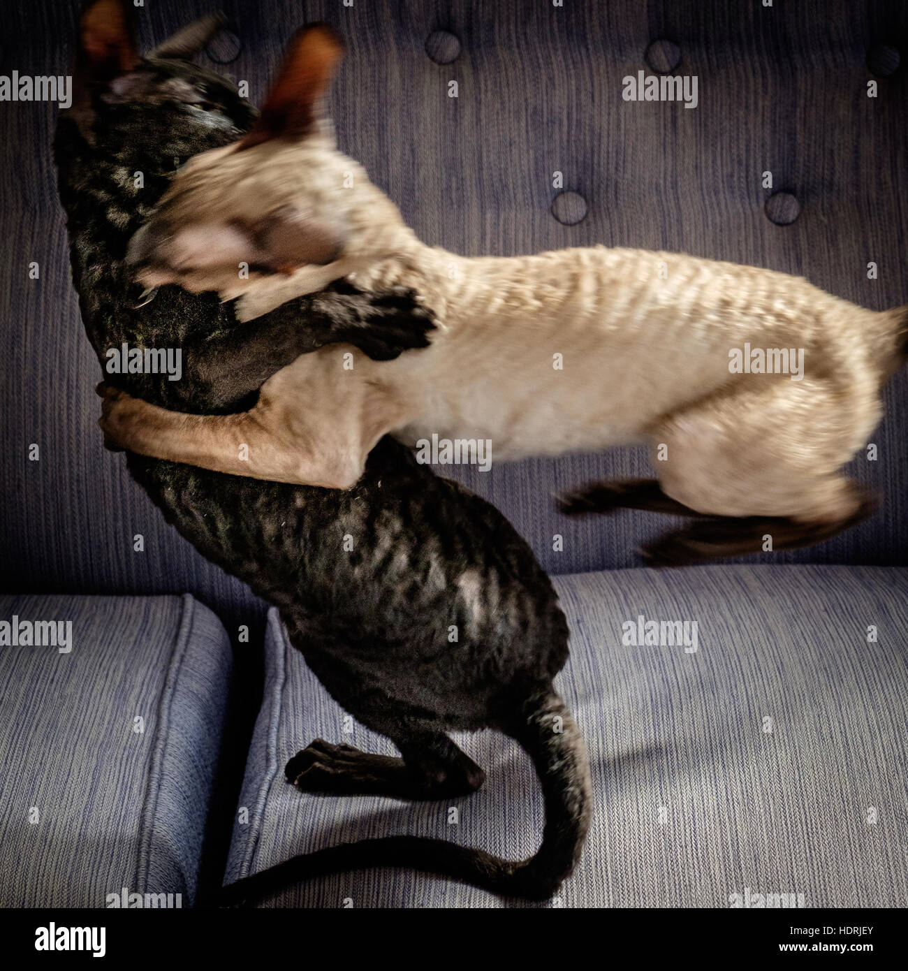 Angry Cat Fighting Playing Oil Painting Stock Illustration 755951011