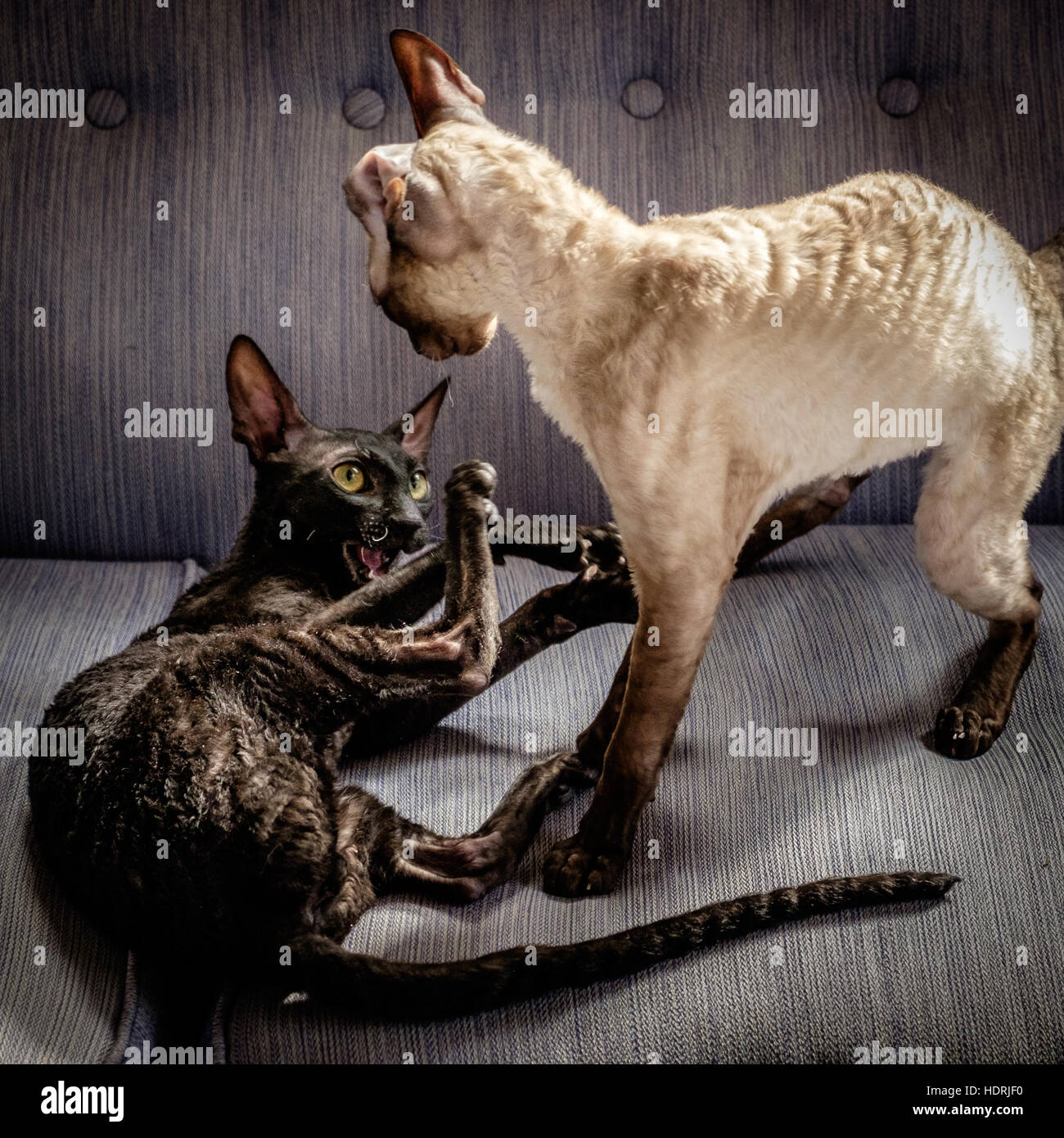 Cornish Rex Stock Photo