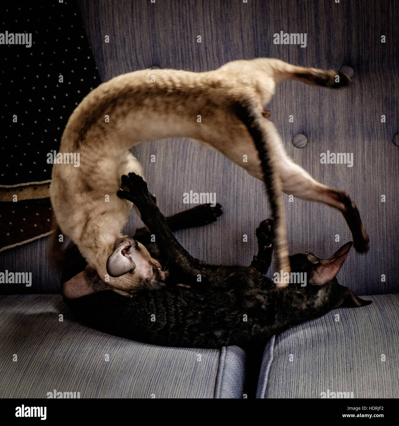 Cornish Rex Stock Photo