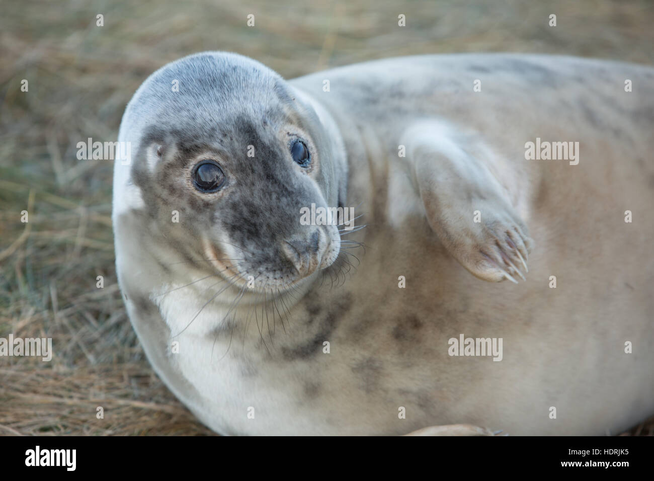 Grey seal basking at Donna Nook resrve in Lincolnshire Stock Photo