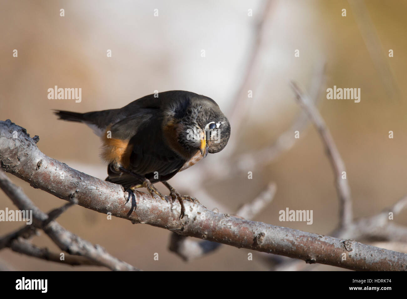 American robin (Turdus migratorius) in autumn Stock Photo