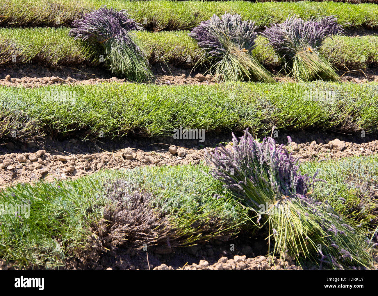 Lavender harvest Stock Photo