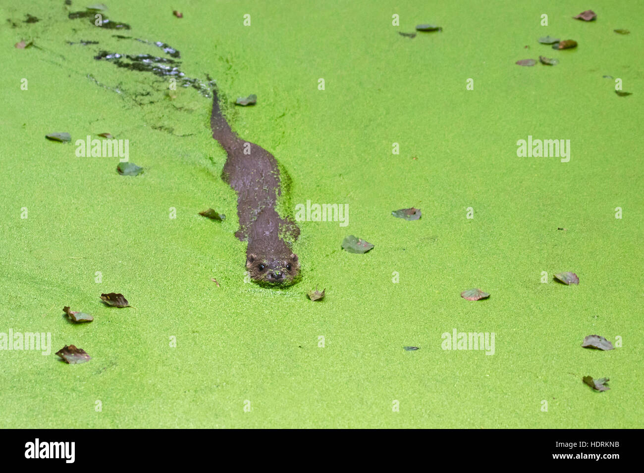 European River Otter (Lutra lutra) swimming in pond covered in duckweed Stock Photo