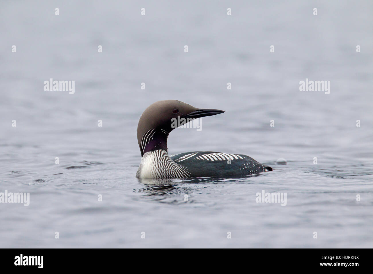 Black-throated loon / Arctic loon / black-throated diver (Gavia arctica) in breeding plumage swimming in lake in spring Stock Photo