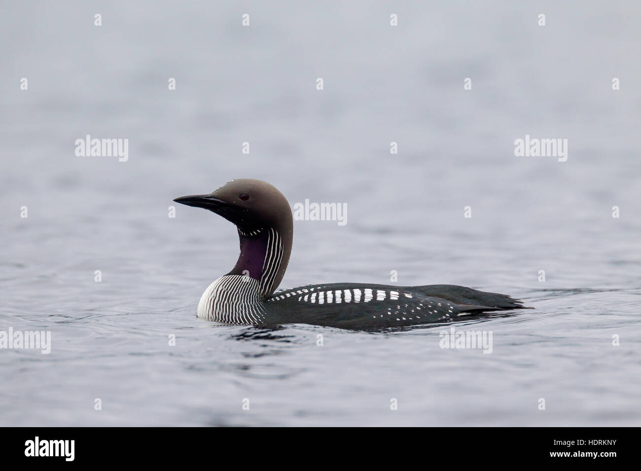Black-throated loon / Arctic loon / black-throated diver (Gavia arctica) in breeding plumage swimming in lake in spring Stock Photo