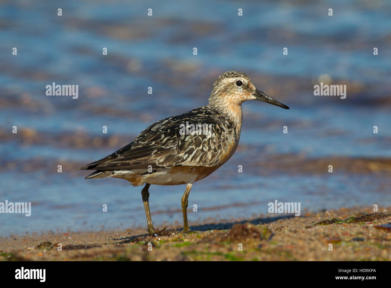 Red knot (Calidris canutus) in late summer plumage foraging along the Baltic Sea coast Stock Photo