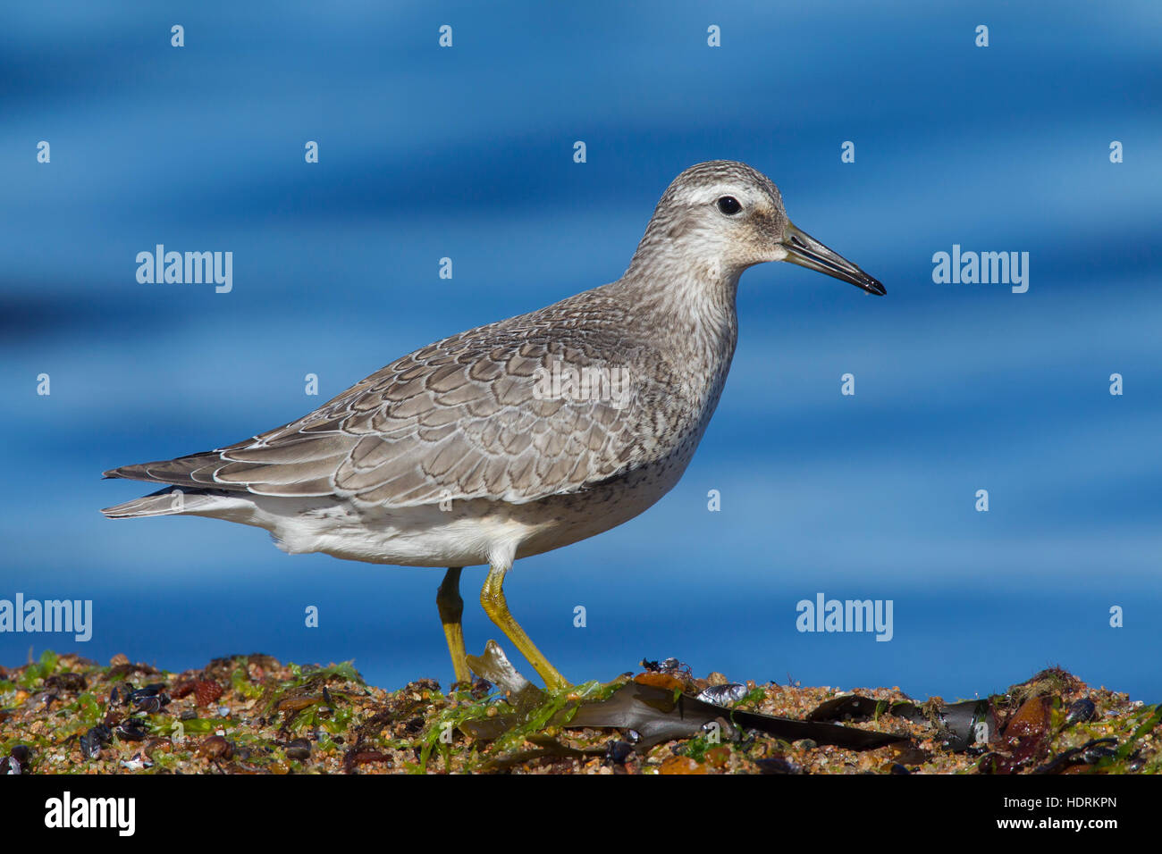 Red knot (Calidris canutus) juvenile in late summer foraging along the Baltic Sea coast Stock Photo
