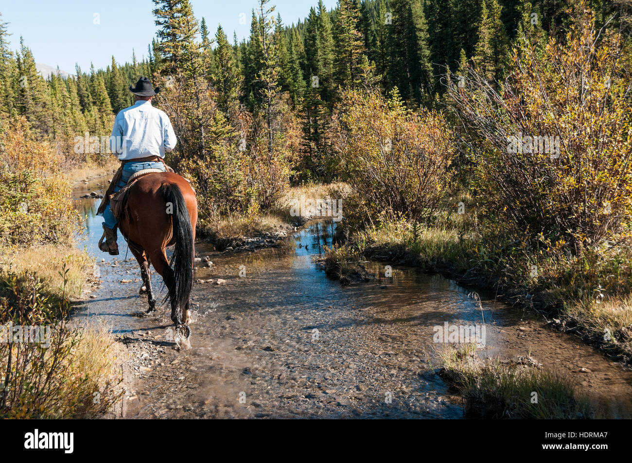 Cowboy and horse in creek, Clearwater County; Alberta, Canada Stock