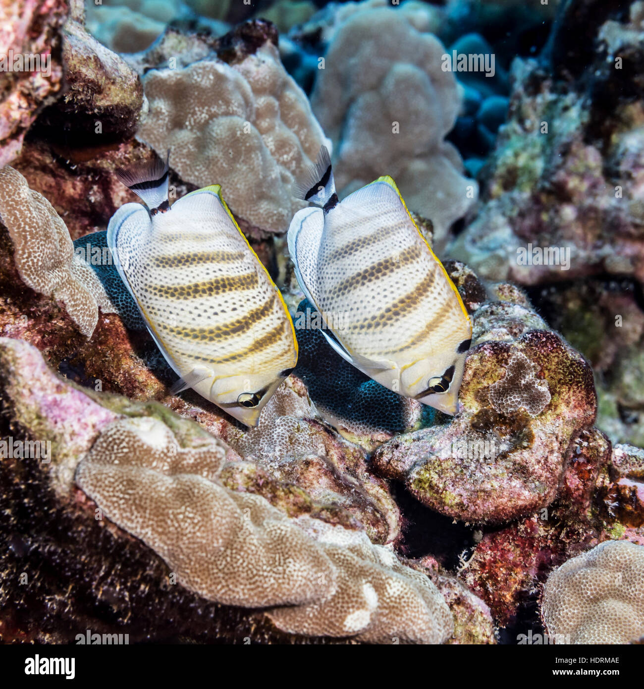 Multiband Butterflyfish (Chaetodon Multicinlus), A Hawaiian Endemic Fish Species, Pair Feeding On Lobe Coral (Porites Lobata) Photographed While Sc... Stock Photo