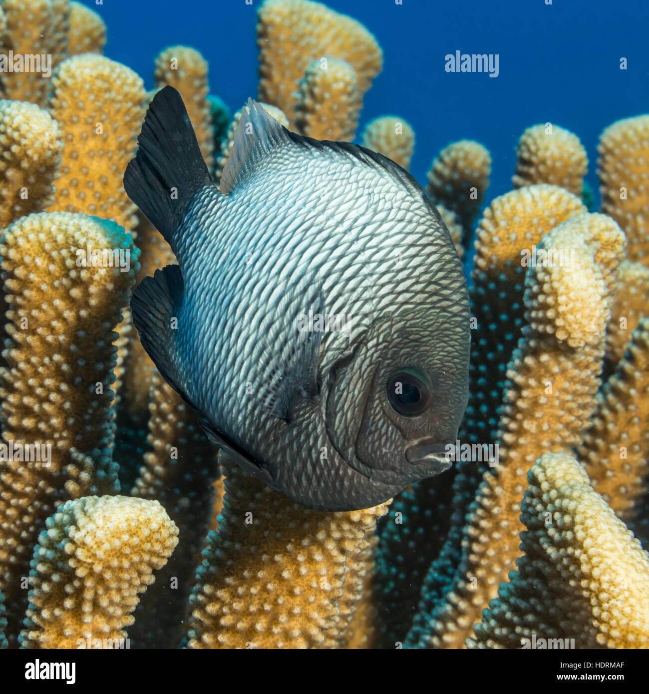Hawaiian Dascyllus (Dascyllus Albisella), A Hawaiian Endemic Fish Species, Next To Antler Coral (Pocillopora Eydouxi) Photographed While Diving The... Stock Photo