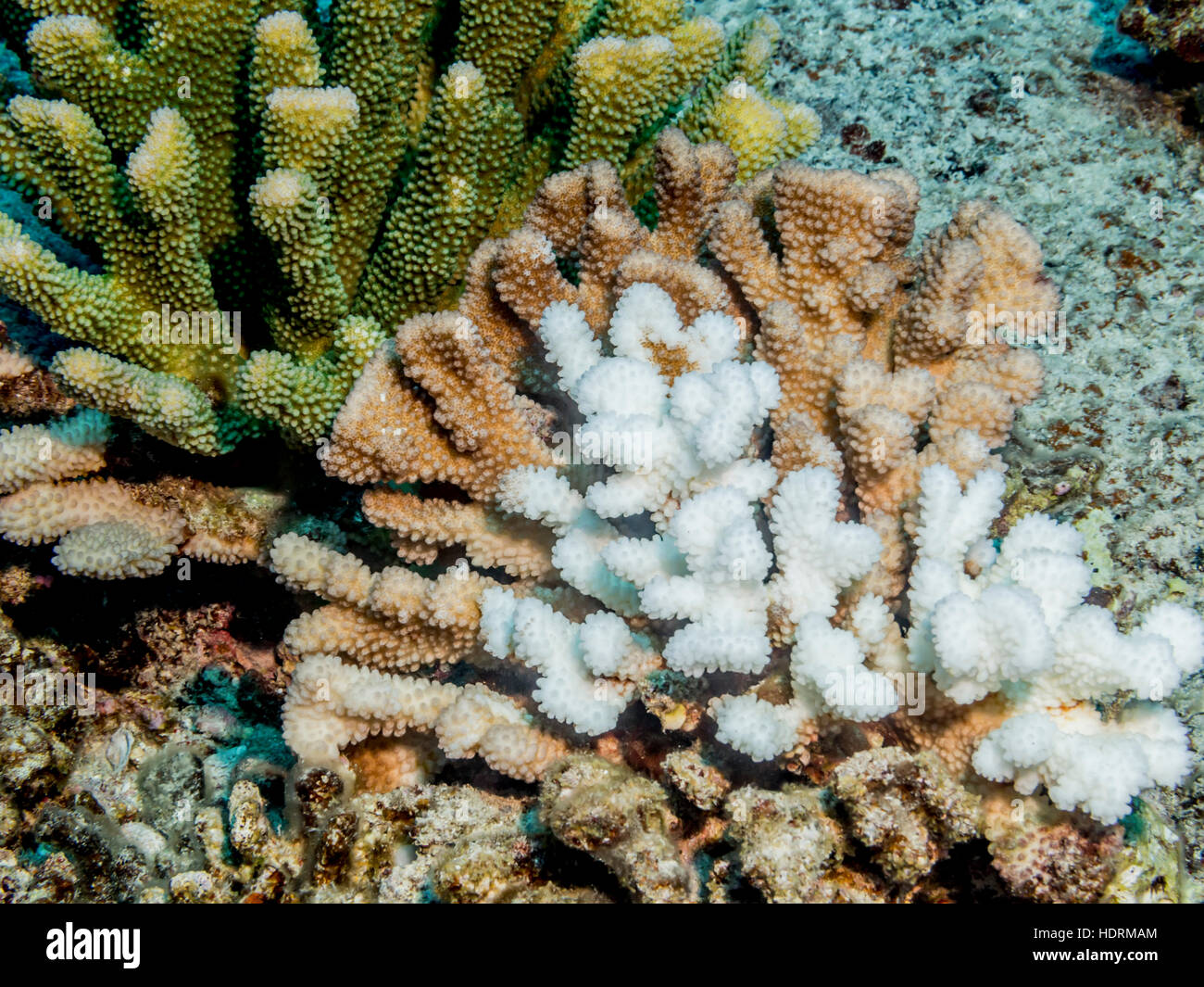 Bleached and healthy antler coral (Pocillopora eydouxi) photographed while scuba diving the Kona coast Stock Photo