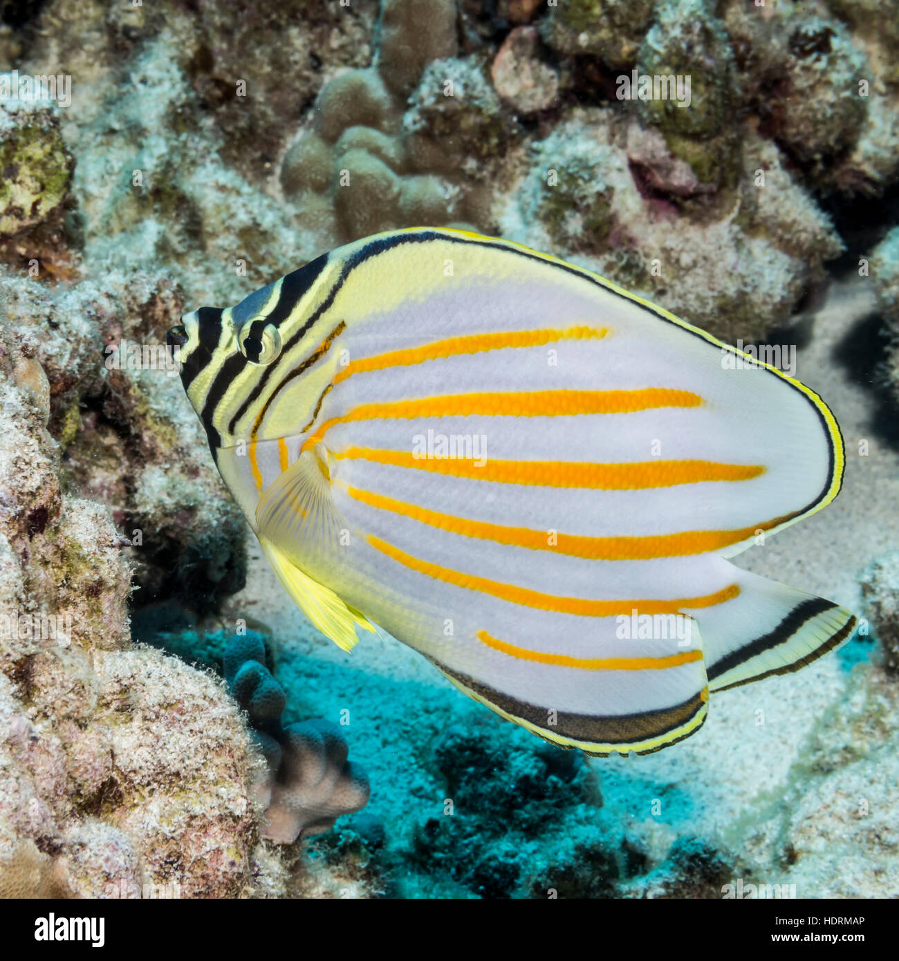 Ornate Butterflyfish (Chaetodon ornatissimus) photographed while scuba diving off the Kona coast Stock Photo