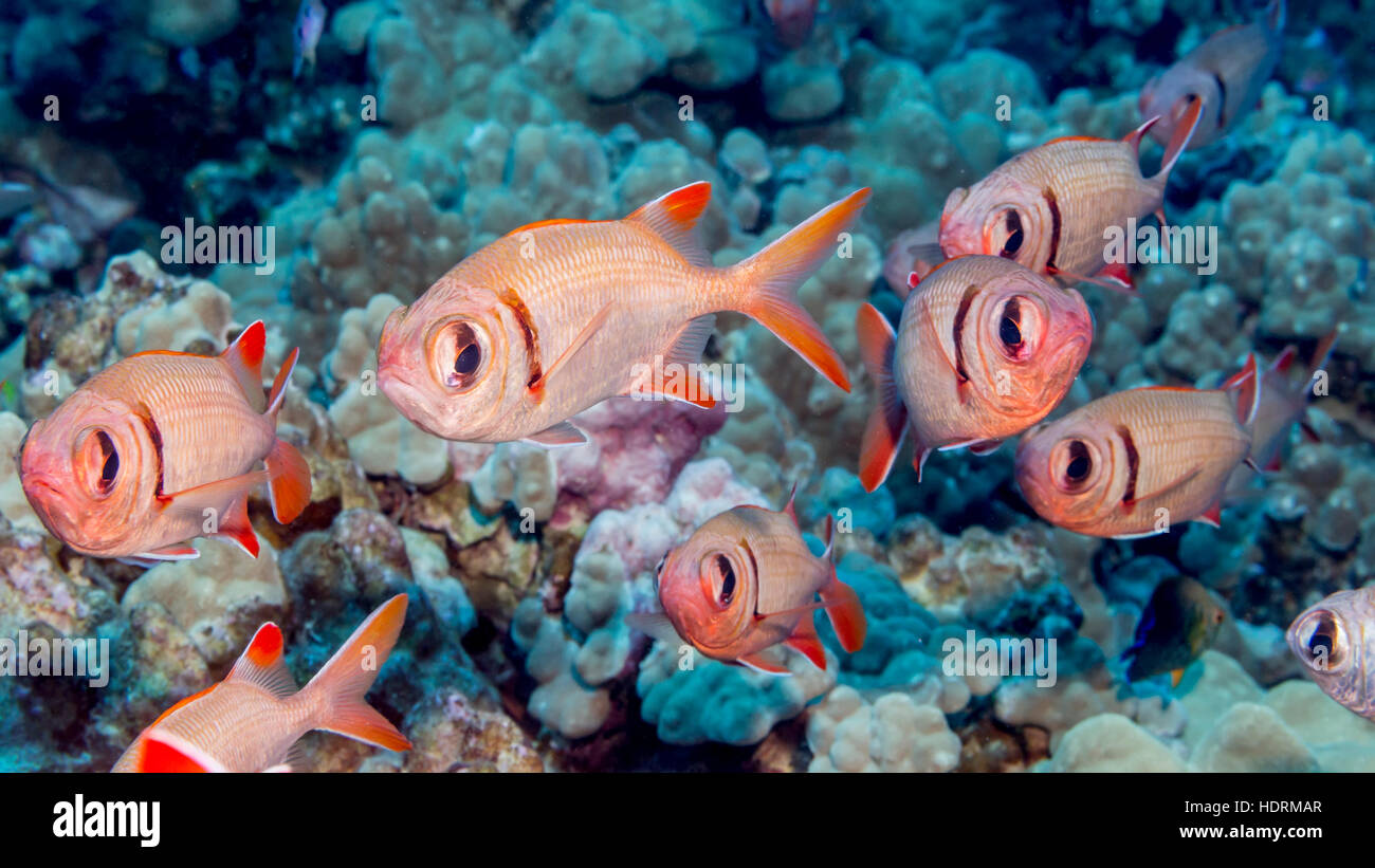 Epaulette Soldierfish (Myripristis kuntee) schooled near coral off the Kona coast; Kona, Island of Hawaii, Hawaii, USA Stock Photo