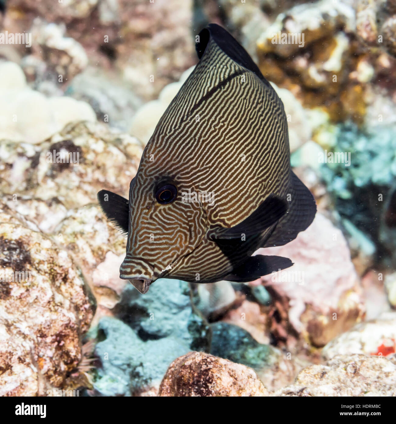 This Hawaiian Bristletooth (Ctenochaetus hawaiiensis) is about to take a bite of algae growing on lava rock off the Kona coast Stock Photo