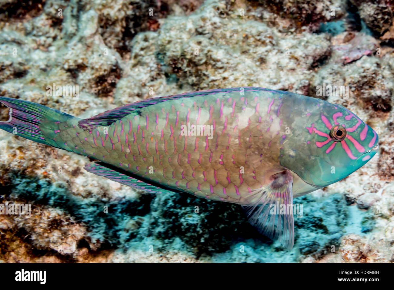 Stareye Parrotfish (Calotomus carolinus) terminal phase male photographed while scuba diving the Kona coast Stock Photo