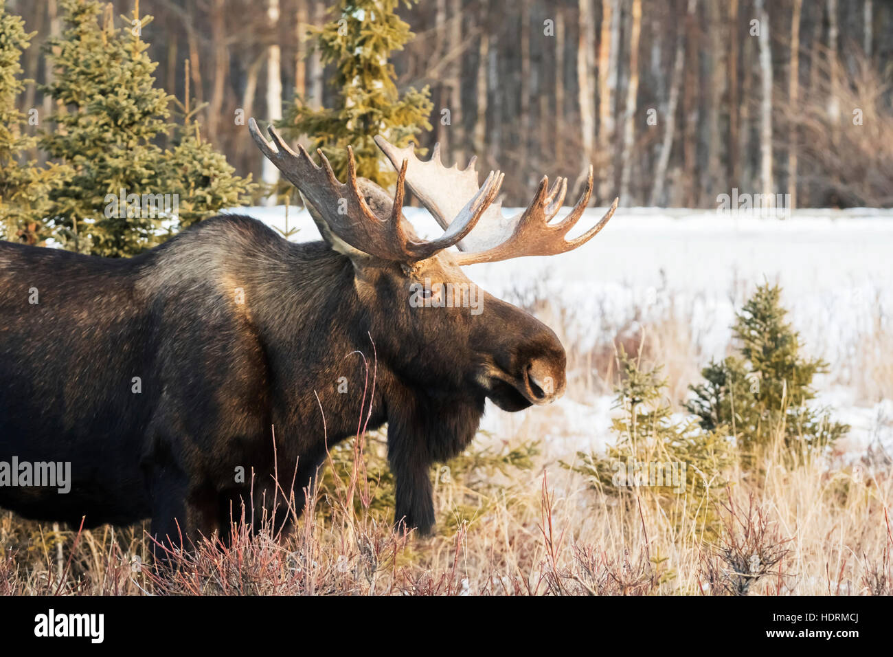 Mature bull moose (alces alces) with antlers in winter near Earthquake