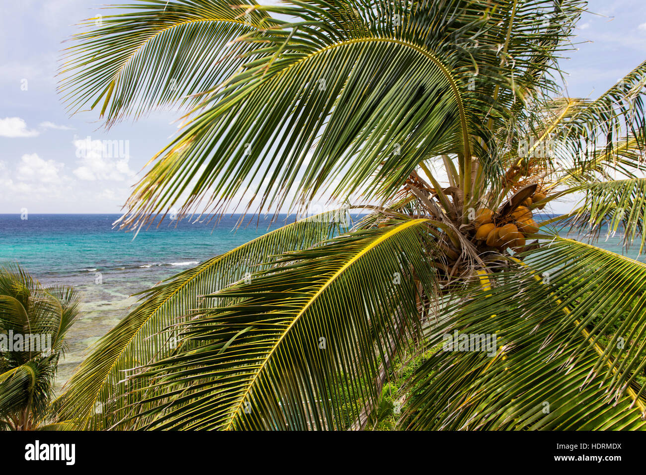 A Close Up Of A Palm Tree With Ocean; St. Croix, US Virgin Islands