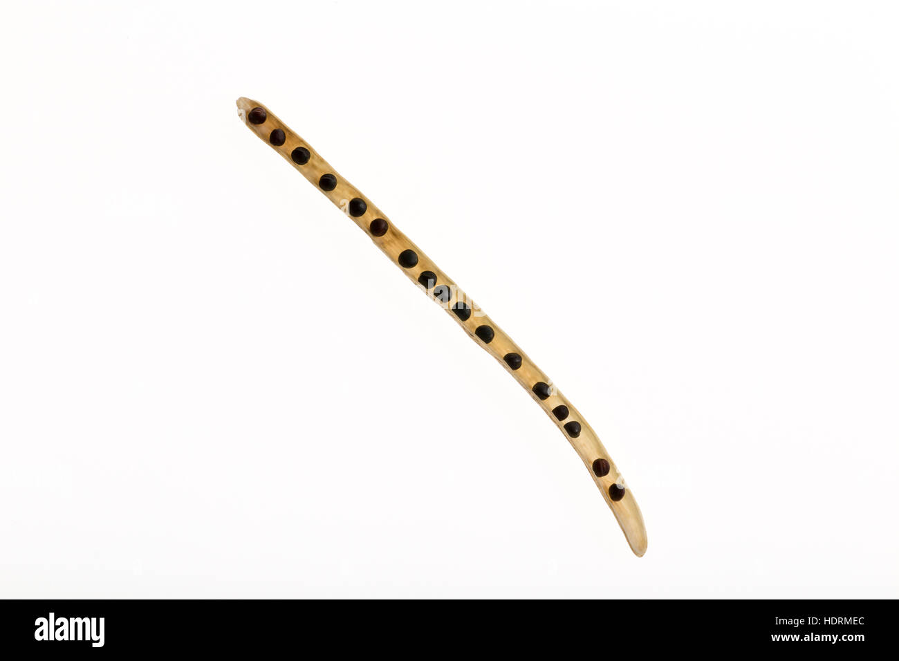 Close up of the inside of a canola seed pod on a white background; Calgary, Alberta, Canada Stock Photo