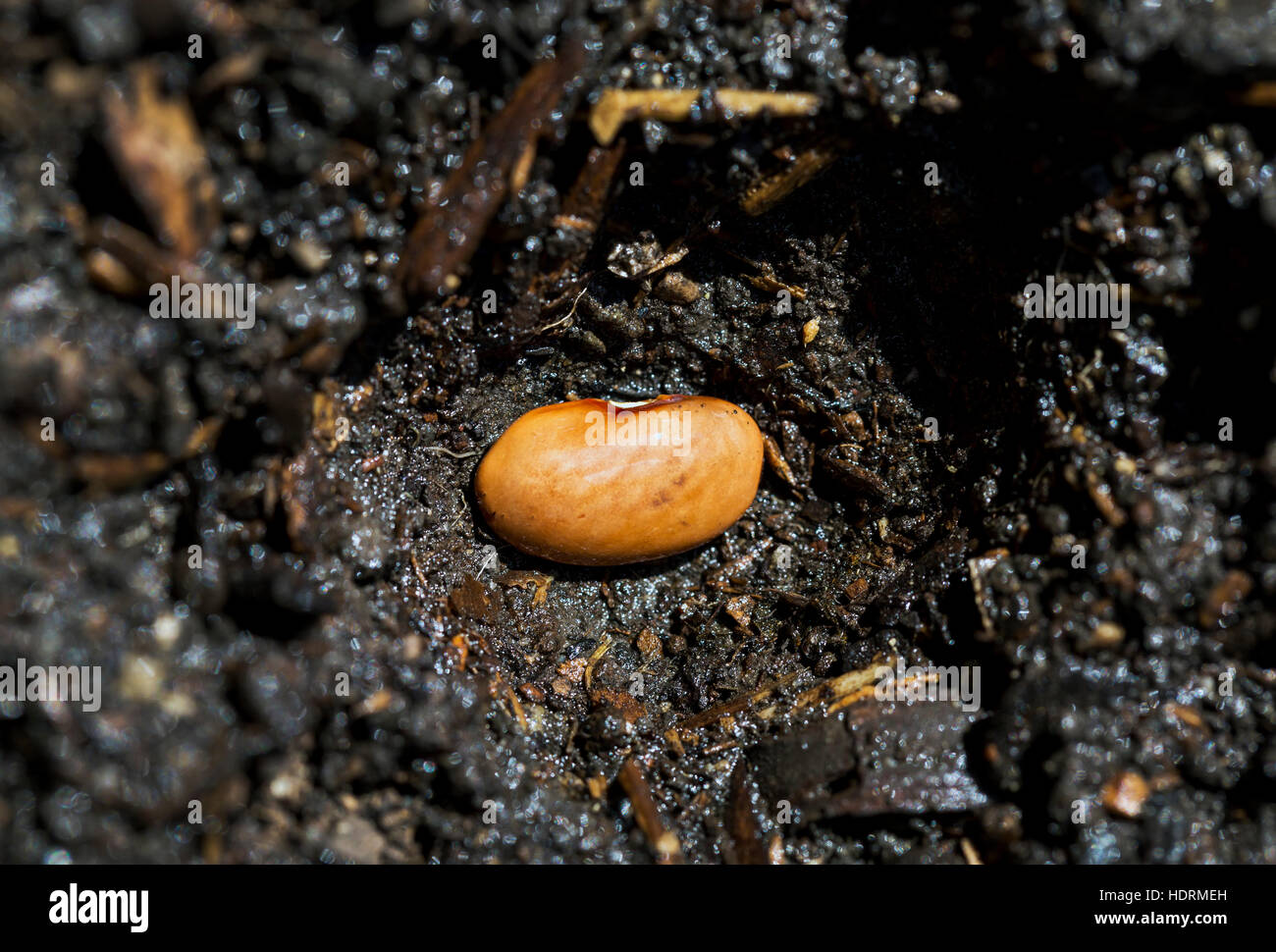 Close up of a bean seed planted in the soil; Calgary, Alberta, Canada