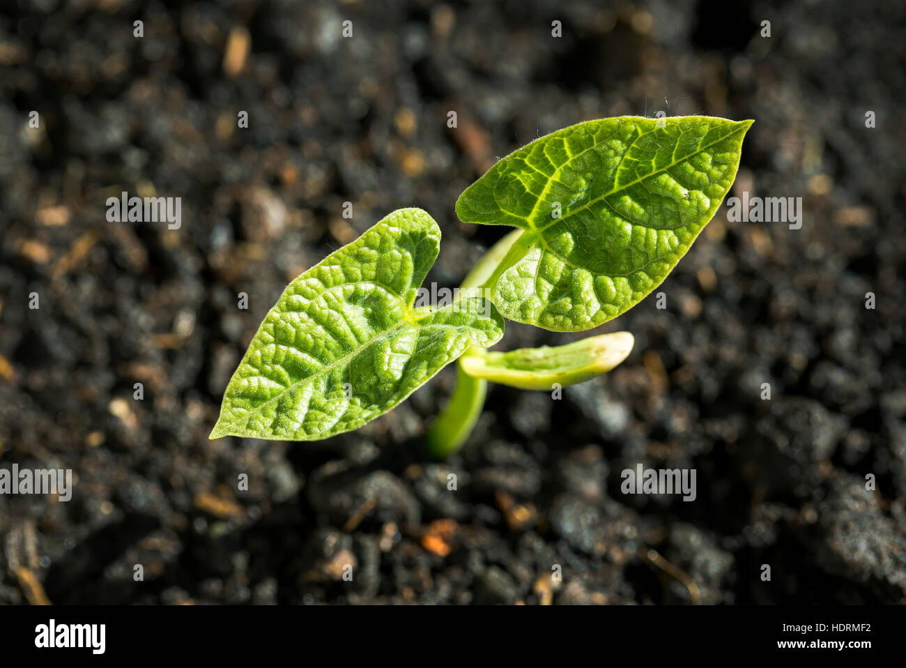 Close up of a bean seedling at the two leaf stage; Calgary, Alberta