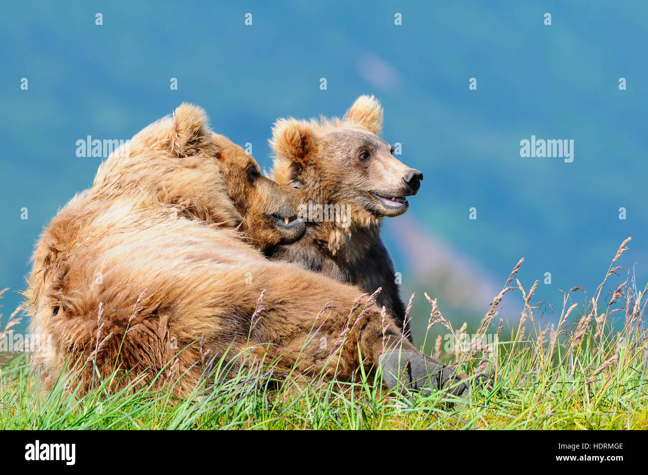 Brown bear (ursus arctos) and cub, Katmai National Park; Alaska, United States of America Stock Photo