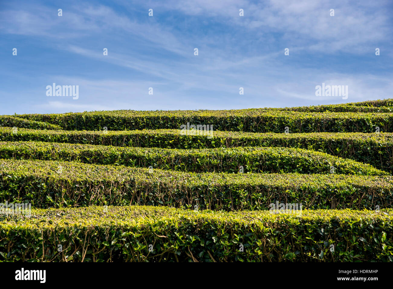 Gorreana Tea Plantation, Azores is the only place in Europe where tea is growing; Sao Miguel, Azores, Portugal Stock Photo