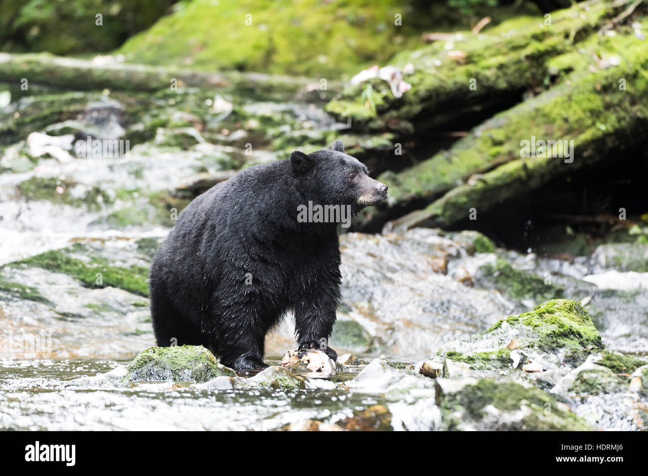 Black Bear (Ursus americanus) fishing, Great Bear Rain Forest; British Columbia, Canada Stock Photo