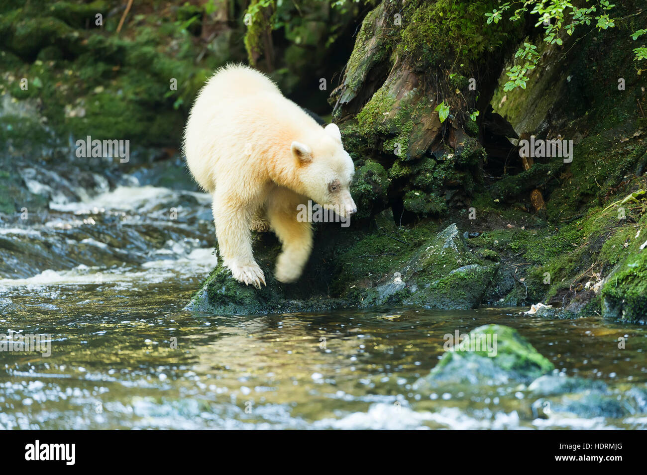 Spirit Bear (Ursus americanus kermodei) walking along the river's edge with reflection in the water, Great Bear Rain Forest Stock Photo