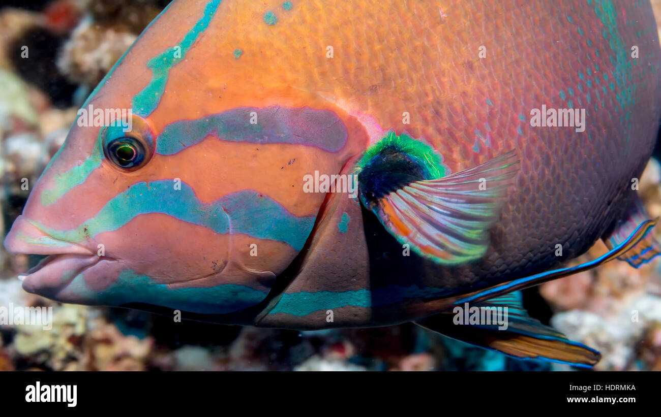 Close up portrait of a Yellowtail Coris (Coris gaimard) male taken while scuba diving the Kona coast Stock Photo