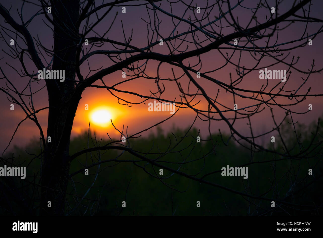 Tree silhouetted against sunset; Fulford, Quebec, Canada Stock Photo