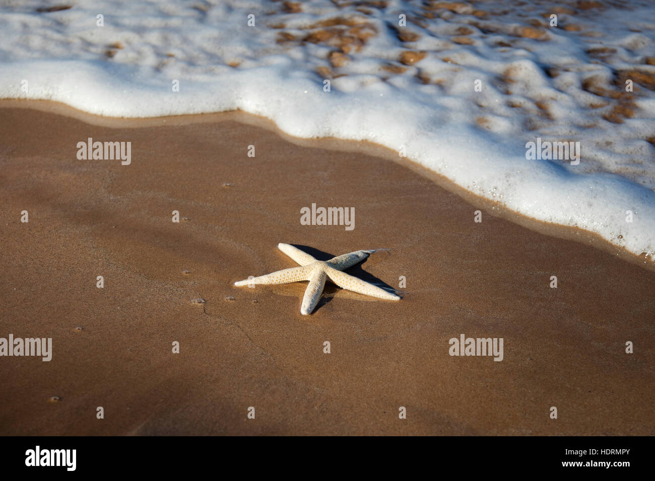 Sea Star Washes Ashore On A Beach; Maui, Hawaii, United States of ...
