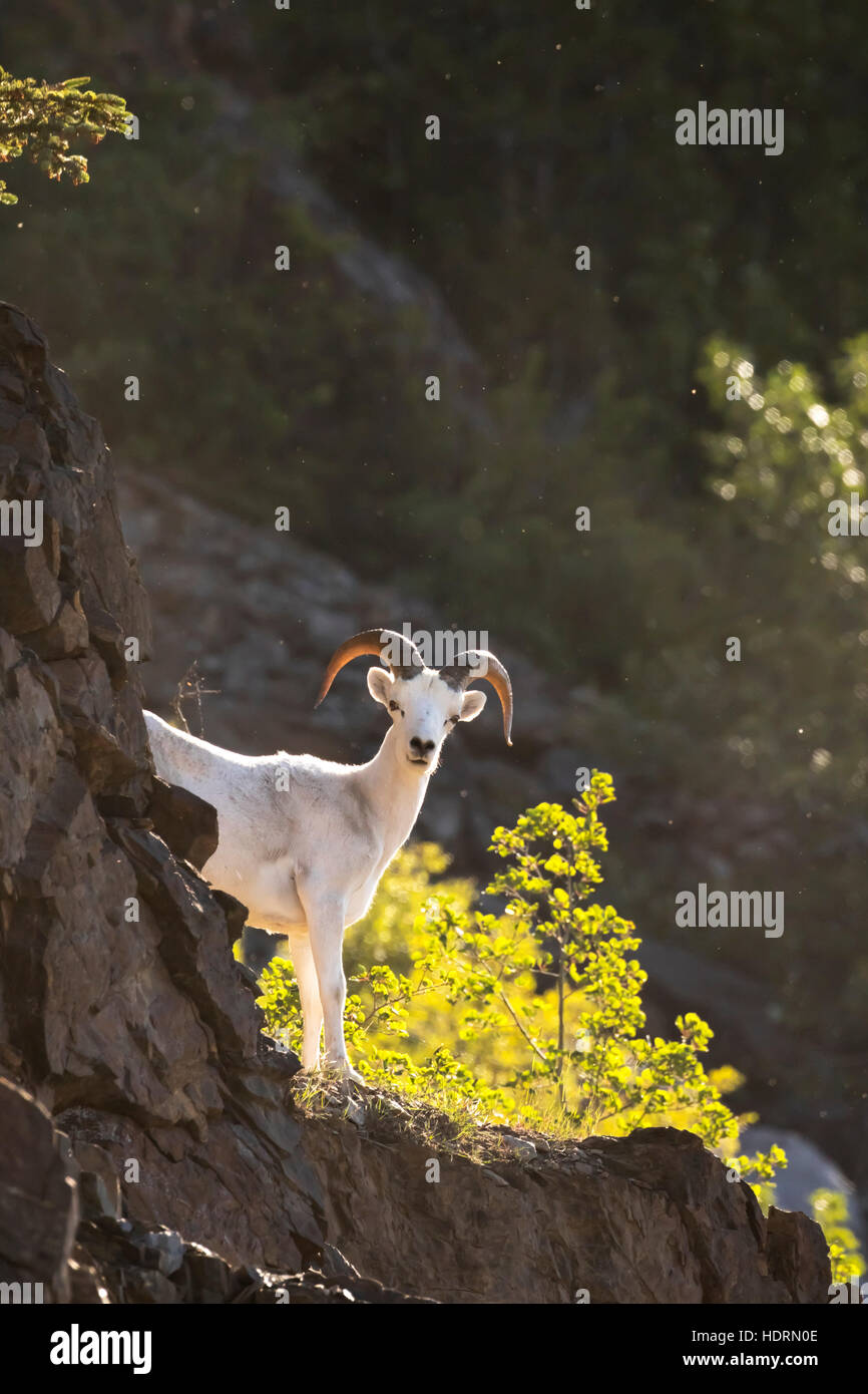 A young Dall ram (ovis dalli) looks at camera from the rocks in the ...